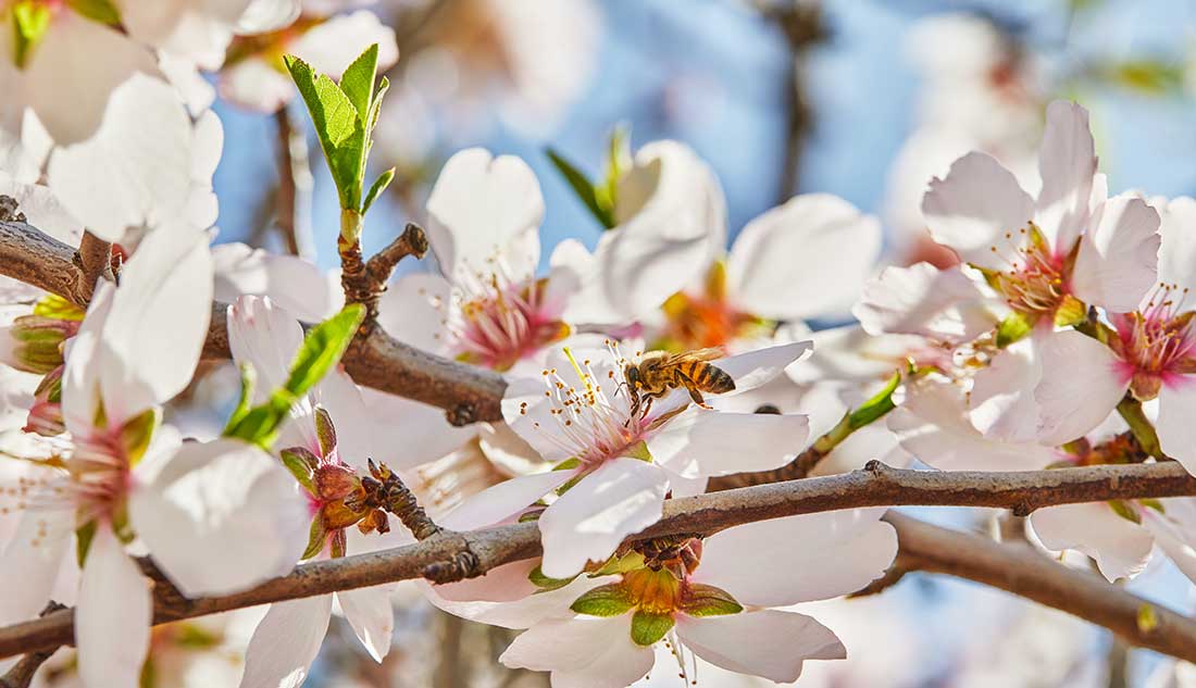 Bienen für den Klimaschutz